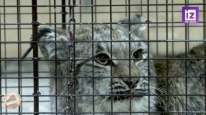 Новости Мегиона. Мегионская рысь отправилась на реабилитацию