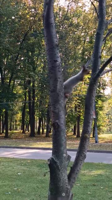 Белки в Тульском парке. 11 октября 2024