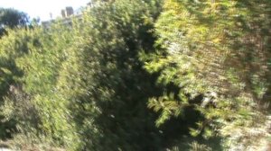 85)D ВОРОНЦОВЫЙ ДВОРЕЦ НАРУЖУ ТЕРРИТОРИЯ