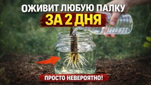 ЧЕРЕНКИ ГНИЮТ В ВОДЕ  КИТАЙСКИЙ СПОСОБ ДАЁТ КОРНИ ЗА 48 ЧАСОВ