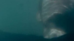 Рыжий пес 2011