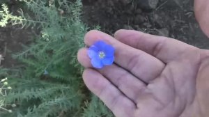 Лен небесный из семян