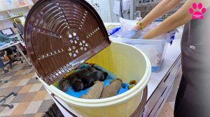 Мы ОЧЕНЬ ждали этих щенков...