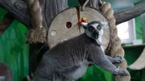 Видео от Телеканал "Русский Север" | Великий Устюг