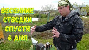 Отводки пчел спустя 4 дня, удаляем маточники.