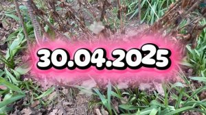 Не торопитесь открывать широколистные гортензии