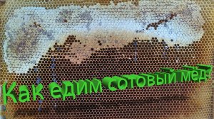 Что происходит в организме, когда мы едим сотовый мёд или забрус? Отвечает профессор Кашковский 🍯🐝