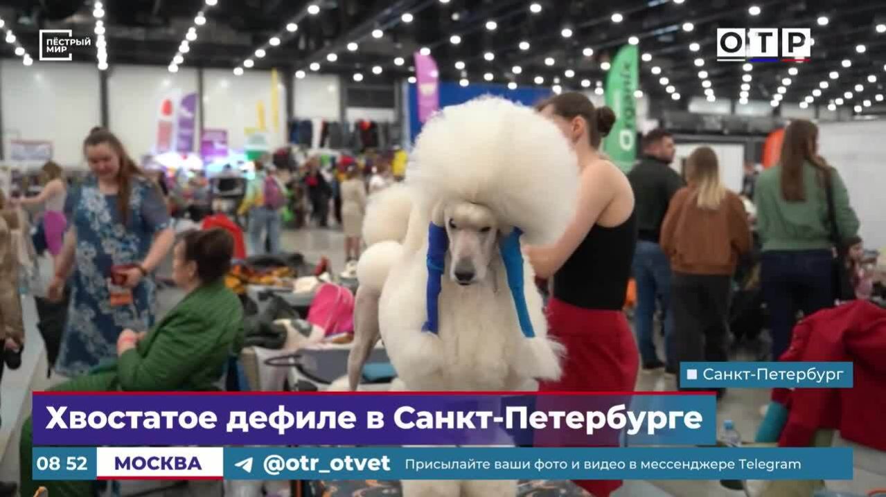 Хвостатое дефиле в Санкт-Петербурге