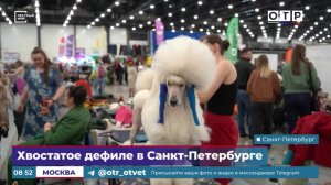 Хвостатое дефиле в Санкт-Петербурге