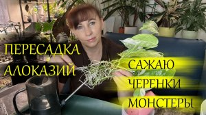 Пересадка алоказий, посадка укореняшек.
