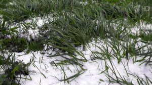 До конца недели синоптики обещают заморозки в Центральной России и на юге страны.