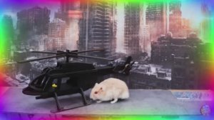 Подборка самых невероятных испытаний для хомяков. часть 2