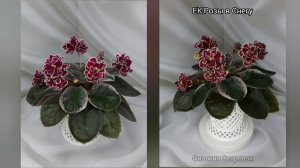 Фиалка, сорт ЕК-Розы в Снегу