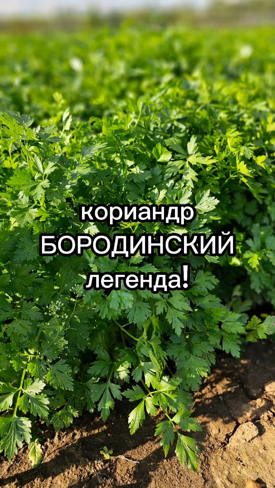 Этот кориандр вырастит в ЛЮБУЮ ПОГОДУ!