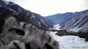 Камеру убери: барсенок решил утащить фоторегистратор в Саяно-Шушенском заповеднике.