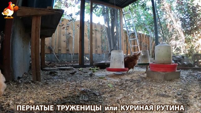 Куриная рутина – что делают куры на выгуле 😂 эпизод (156)
