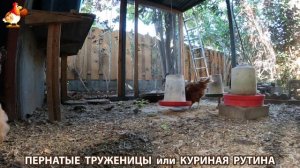 Куриная рутина – что делают куры на выгуле 😂 эпизод (156)