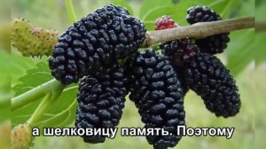 Ягода которая сильнее вина и мяса польза тутовника.Купить,заказать саженец 89885185098 Питомник раст