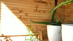 Суккуленты. Обзор.