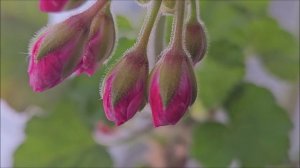 3785.mp4Герань зацвела.