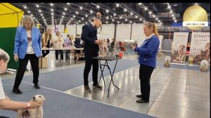 Ринг левреток, 19.04.2026.РЕЙТИНГОВАЯ ВЫСТАВКА СОБАК ВСЕХ ПОРОД С ОСОБЫМ СТАТУСОМ ГРАН ПРИ ПЕТЕРБУРГ