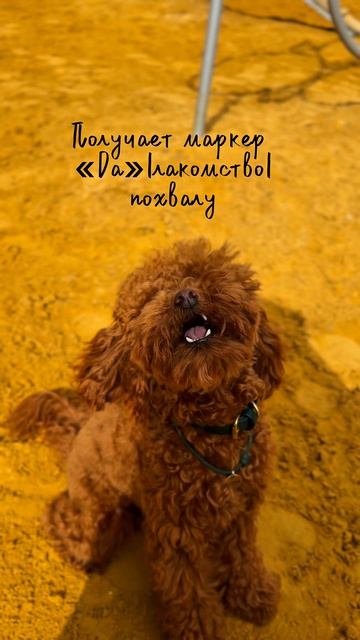 Ошибка при дрессировке