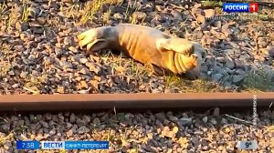 Вести Санкт-Петербург. Выпуск 07.35 от 22.04.2026