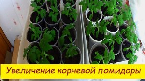 Увеличение корневой помидоры