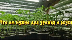 Чего хотят сорта Софии Сааковой? Им многого не надо.