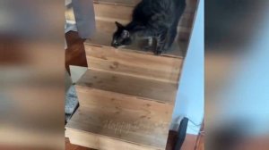 BEST Funny cat videos 2023😆 Funny animal videos - Funny animals for March 2023