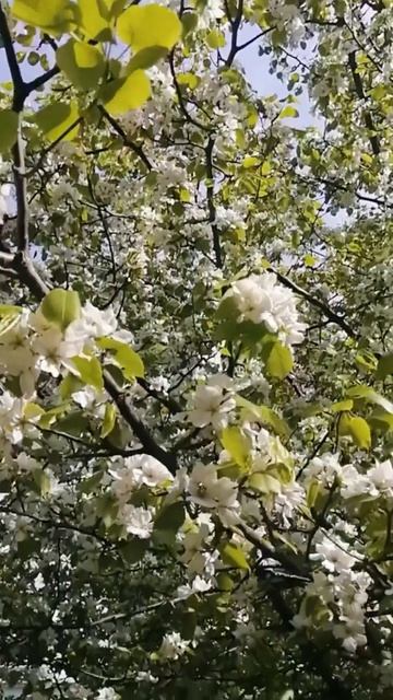 Райский уголок.#красиво #цветы #весна