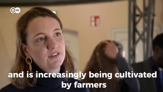 Как изменение климата угрожает производству кофе? | Документальный фильм на английском | ENG SUB