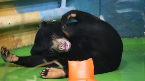 Малайская медведица Миша играет с шишкой..