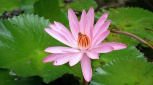 Шуберт Соната для скрипки и фортепиано соль минор, соч. 137 No-2