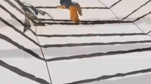 Каролина в стране кошмаров Эдит