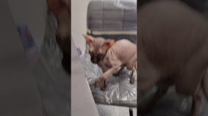 Глаза на лобовое стекло светодиодные,  для автомобиля, наклейки на автомобиль, 120*595