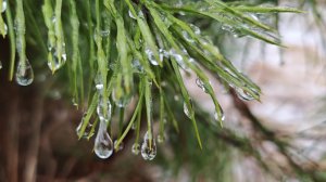 Слёзы радости Уральского леса после весеннего снега. Нежность природы России