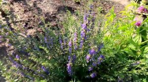 Выращивание иссопа из семян