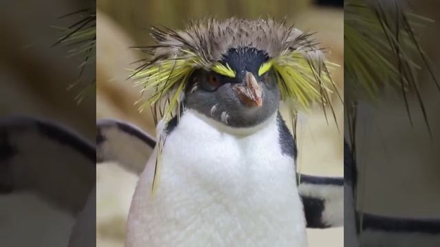 Видео от МЯУтаверс – как метавселенная, но с котами