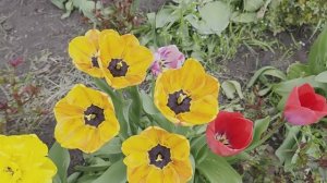 .  ОХ УЖ ЭТИ ТЮЛЬПАНЫ.Почему вокруг мошенники?