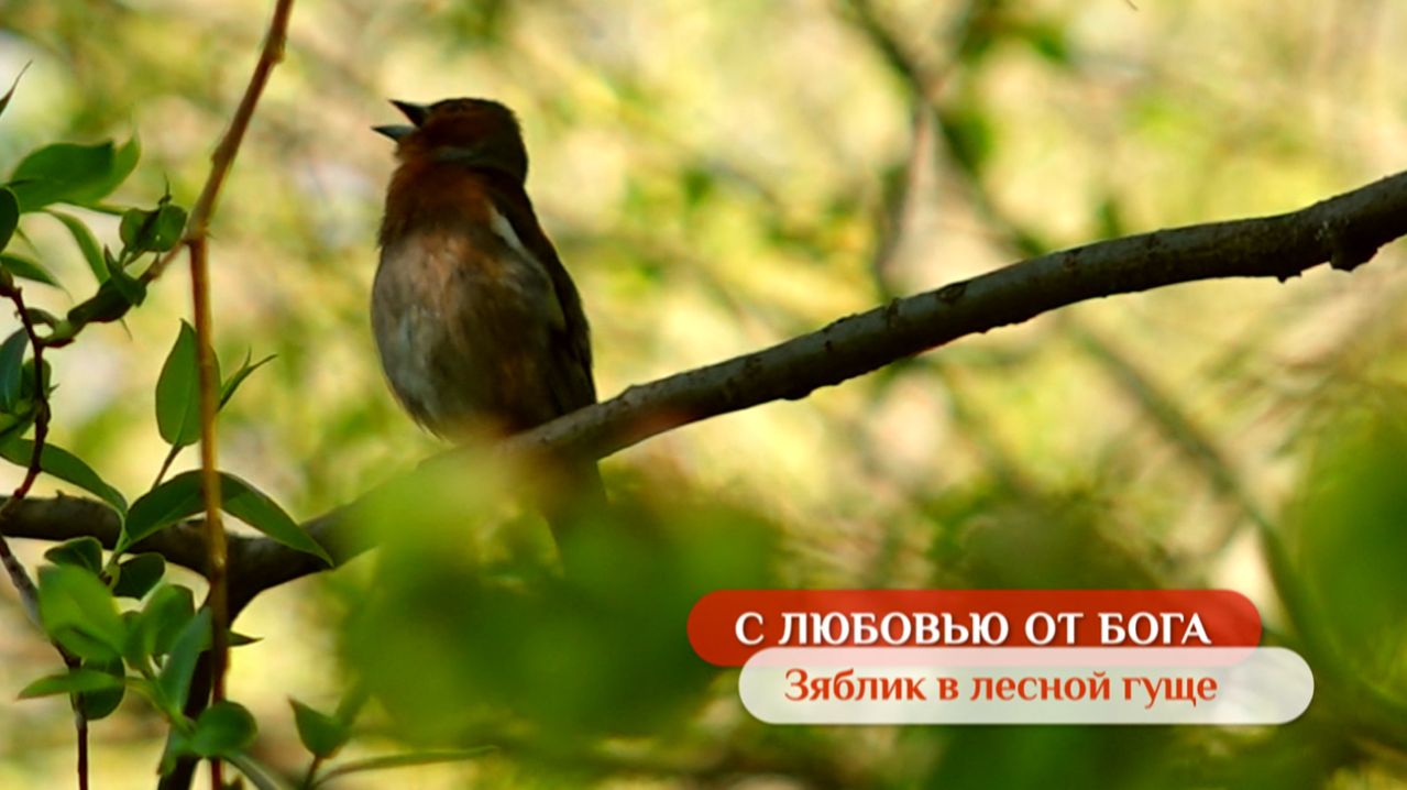 Зяблик в лесной гуще | С любовью от Бога