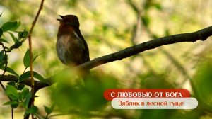 Зяблик в лесной гуще | С любовью от Бога
