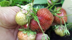 2363. ВПЛ. Клубника,обработка весной.