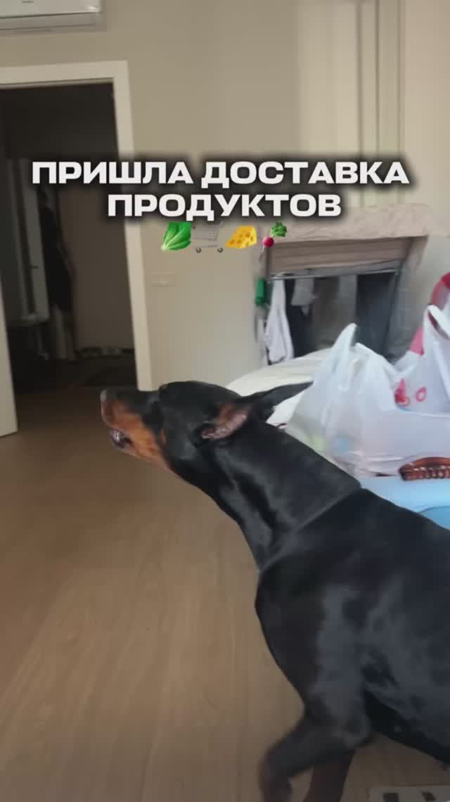 ПРОВЕРКА КОНТРОЛЬ КАЧЕСТВА🛒🥬🐽