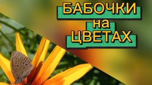 Бабочки порхают на цветах.
Птички поют.