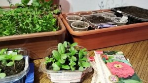 Садово-огородная сага. Моё цветочное богатство.