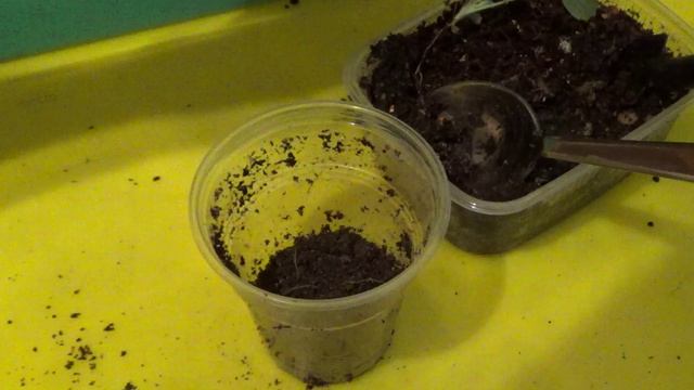 2368.  ВПЛ,Красная варежка,перевалка-пересадка