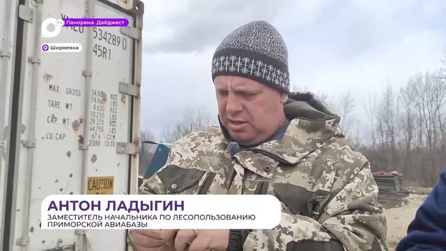 Уникальный проект: в Приморье появится плантация кедра с улучшенными свойствами