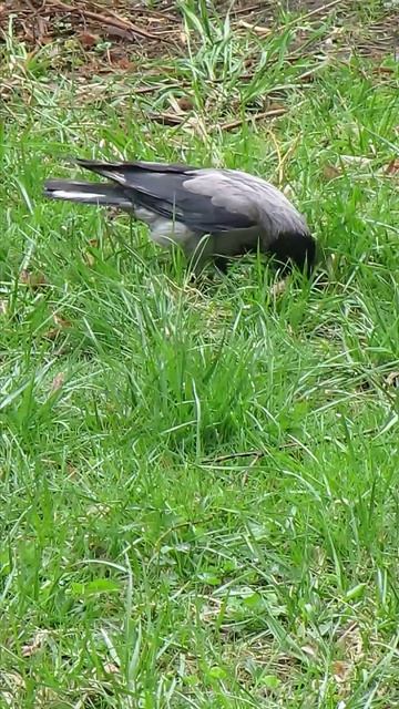 Искала и нашла :