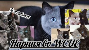 Делаю кота Нарния во WCUE! /у меня теперь есть бот-озвучка!